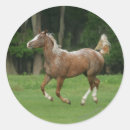 Search for appaloosa horse stickers Running