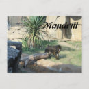 Search for mandrill postcards Monkey