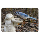 Search for bird feeder Bird feeders