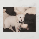 Search for dog napping postcards Sleeping