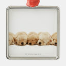 Search for togetherness christmas tree decorations Nature