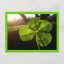 Search for 4 leaf postcards Irish