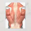 Search for anatomy postcards Human body