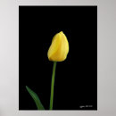 Search for single yellow posters Flower