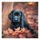 Search for black lab retriever dog posters Puppies
