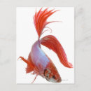 Search for splendens Nature