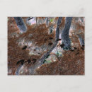 Search for pine needles postcards Forest floor