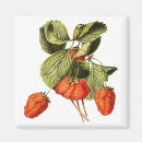 Search for fruit magnets Illustration