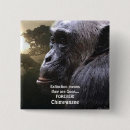 Search for chimps badges Chimpanzees
