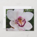 Search for white orchids cards Elegant