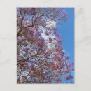 Search for jacaranda tree Flower