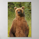 Search for 4x6 posters Bear