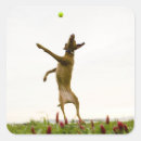 Search for vitality stickers Animal