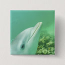 Search for bottlenose badges Underwater