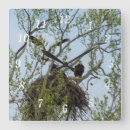 Search for bald art Nest