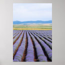 Search for lavendar posters Field