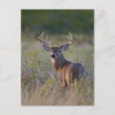 Search for odocoileus postcards One animal