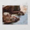 Search for funny monkey postcards Zoo