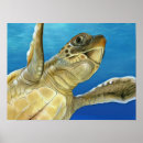 Search for loggerhead turtle Sea