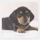 Search for miniature dachshund stickers Animals