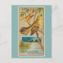 Search for warblers Birds of america