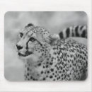 Search for profiles mousepads Animals