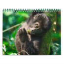 Search for gorilla calendars Wild