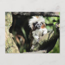 Search for tamarin postcards Animal