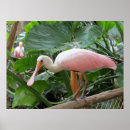 Search for roseate posters Spoonbill
