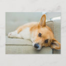 Search for couch postcards Cute