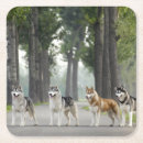 Search for alaskan barware Snow dog