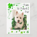 Search for terrier puppy postcards West highland terrier