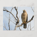Search for ospreys postcards Hawk