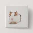 Search for guinea pigs badges Cute