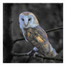 Search for owl photography Animal