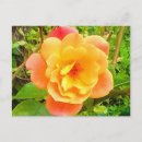 Search for apricot postcards Summer