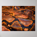 Search for pet snake posters Boa