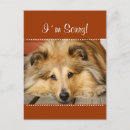 Search for a m postcards Pet