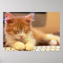 Search for lo art Kitten