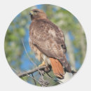 Search for red tailed hawk stickers Animal
