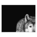 Search for black white wolf posters Grey