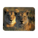 Search for lioness magnets Nature