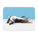 Search for merle Sheltie