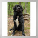 Search for newfoundland posters dogs