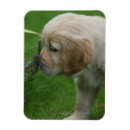Search for golden retriever magnets Puppies