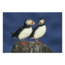 Search for puffin art Couple