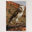 Search for barn owl puzzles Predator
