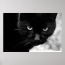 Search for cat photography posters Outdoors