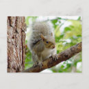Search for squirrel postcards Curious