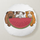 Search for guinea pig cushions Funny